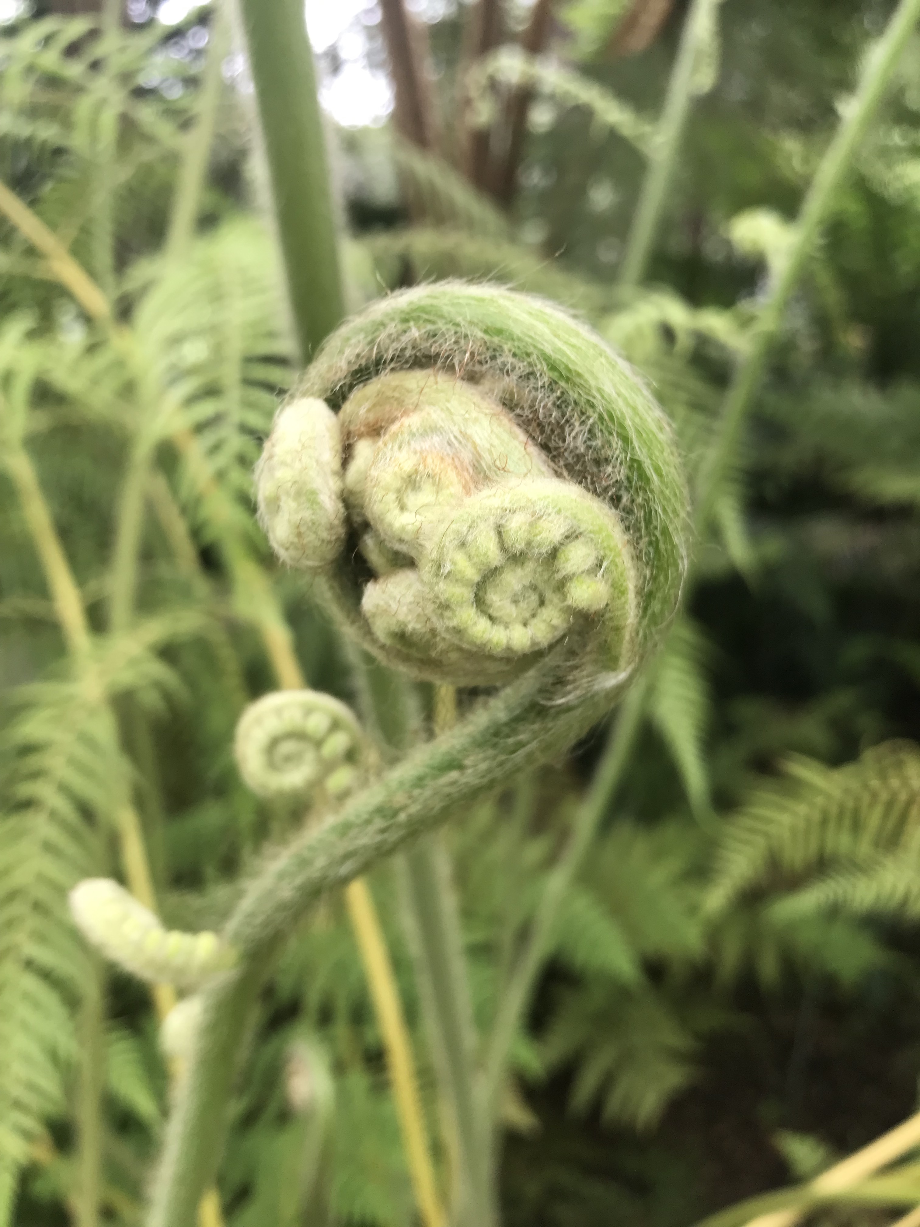 9JSSKjpSRUa3mQO5prSV2Q